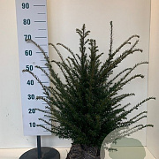 Taxus baccata 50-60 cm met kluit