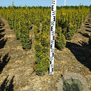 Taxus b. 'David' 50-60 cm met kluit