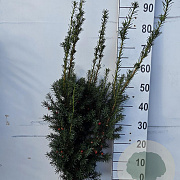 Taxus media 'Hicksii' 60-80 cm met kluit