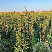 Taxus media 'Hicksii' 60-80 cm met kluit