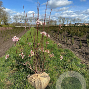 Viburnum bodn. 'Charles Lamont' 80-100 cm met kluit