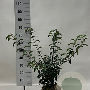 Viburnum bodn. 'Dawn' 60-80 cm met kluit