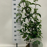 Viburnum lantana 80-100 cm met kluit