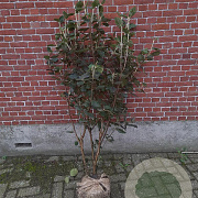 Viburnum lantana 80-100 cm met kluit
