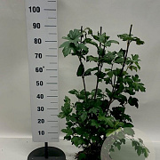 Viburnum opulus 'Roseum' 80-100 cm met kluit