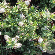 Hebe albicans GM 1.5