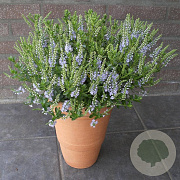 Hebe 'Margret' GM 2,0L