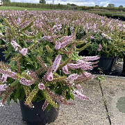 Hebe 'Midsummer Beauty' GM 1.5