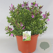 Hebe 'Mette' GM 1.5