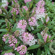 Hebe 'Nicola's Blush' GM 1.5