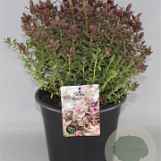 Hebe 'Red Edge' GM 2,0L