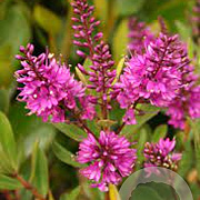 Hebe 'Wiri Charm' GM 1.5