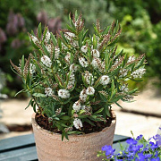 Hebe 'Wiri Mist' GM 1.5