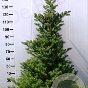 Abies koreana 15-20 cm wortelgoed 2/2