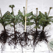 Abies nordmanniana 15-30 cm wortelgoed 2/2
