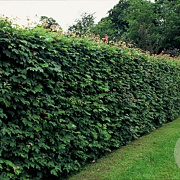 Acer campestre 15-30 cm wortelgoed 1/0 