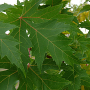 Acer saccharinum 60-90 cm wortelgoed 1/1