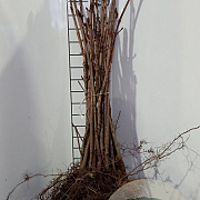 Aesculus hippocastanum 50-80 cm wortelgoed 1/2