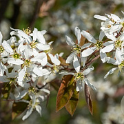 Amelanchier lamarckii 125-150 cm met kluit solitair struik