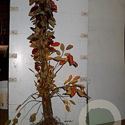 Amelanchier lamarckii 60-80 cm wortelgoed 1/2 3 tak