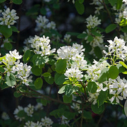 Amelanchier rotundifolia 40-60 cm wortelgoed 1/1