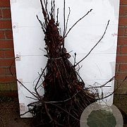 Amelanchier spicata 60-80 cm wortelgoed 1/2 3 tak