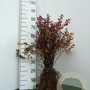 Berberis thunbergii 'Atropurpurea' 20-30 cm wortelgoed 1/1