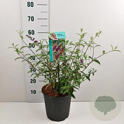 Buddleja davidii 'Royal Red' 40-60 cm wortelgoed 0/1/0 2 tak