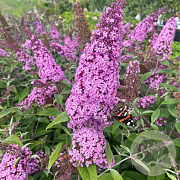 Buddleja d. 'Pink Delight' 40-60 cm wortelgoed 0/1/0 2 tak