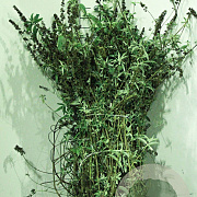 Buddleja d. 'White Profusion' 50-80 cm wortelgoed 0/1 3 tak