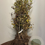 Carpinus betulus 125-150 cm wortelgoed 1/2 vertakt