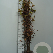Carpinus betulus 175-200 cm wortelgoed 1/2 vertakt