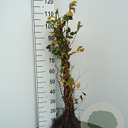 Carpinus betulus 60-100 cm wortelgoed 1/1