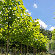 Catalpa bignonioides 40-60 cm wortelgoed 1/1
