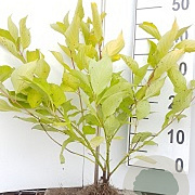 Cornus alba 'Aurea' 40-60 cm wortelgoed 0/1