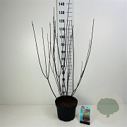 Cornus alba 'Kesselringii' 40-60 cm wortelgoed 0/1/0 2 tak