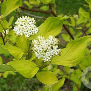 Cornus alba 20-30 cm wortelgoed 1/0 