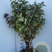 Cornus alba GM wortelgoed 1/1 3 tak