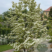 Cornus kousa 40-60 cm wortelgoed 1/1 2-3 tak