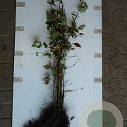 Cornus mas 15-30 cm wortelgoed 1/0 