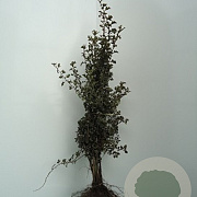 Crataegus monogyna 50-80 cm wortelgoed 1/0 