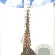 Deutzia scabra 40-60 cm wortelgoed 0/1
