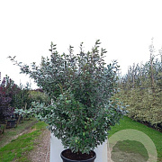 Elaeagnus ebbingei 20-40 cm wortelgoed 0/1/1