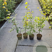Fagus sylvatica 100-125 cm 2,5L