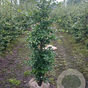 Fagus sylvatica 175-200 cm met kluit