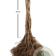Fraxinus excelsior 175-200 cm wortelgoed