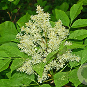 Fraxinus ornus 100-140 cm wortelgoed 1/1