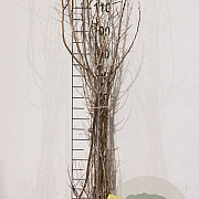 Hippophae rhamnoides 50-80 cm wortelgoed 1/2  2-3 tak