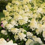 Hydrangea pan. 'Silver Dollar' GM wortelgoed 1/1 2-3