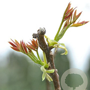 Juglans regia 200-250 cm wortelgoed